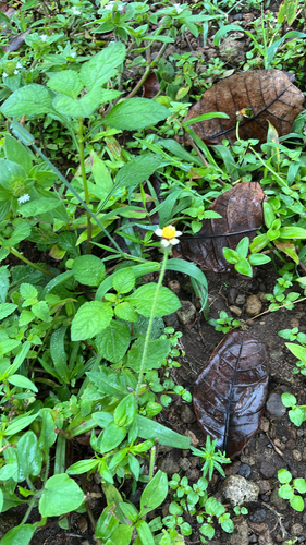 Tridax procumbens