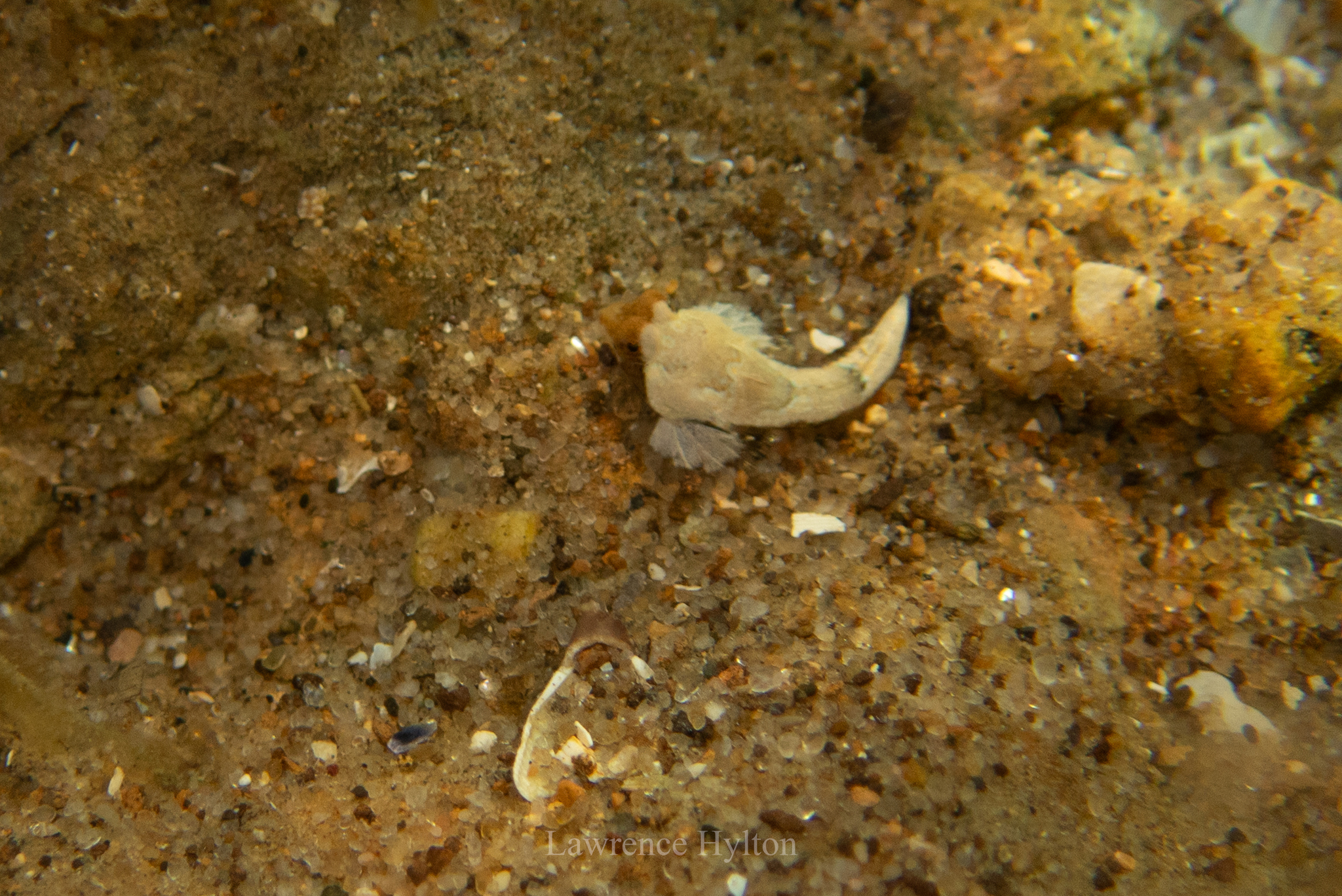 Butterfly Dragonet photo 7