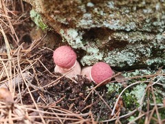 Boletellus deceptivus