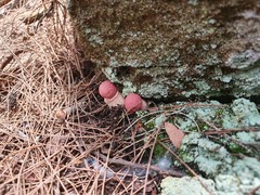 Boletellus deceptivus