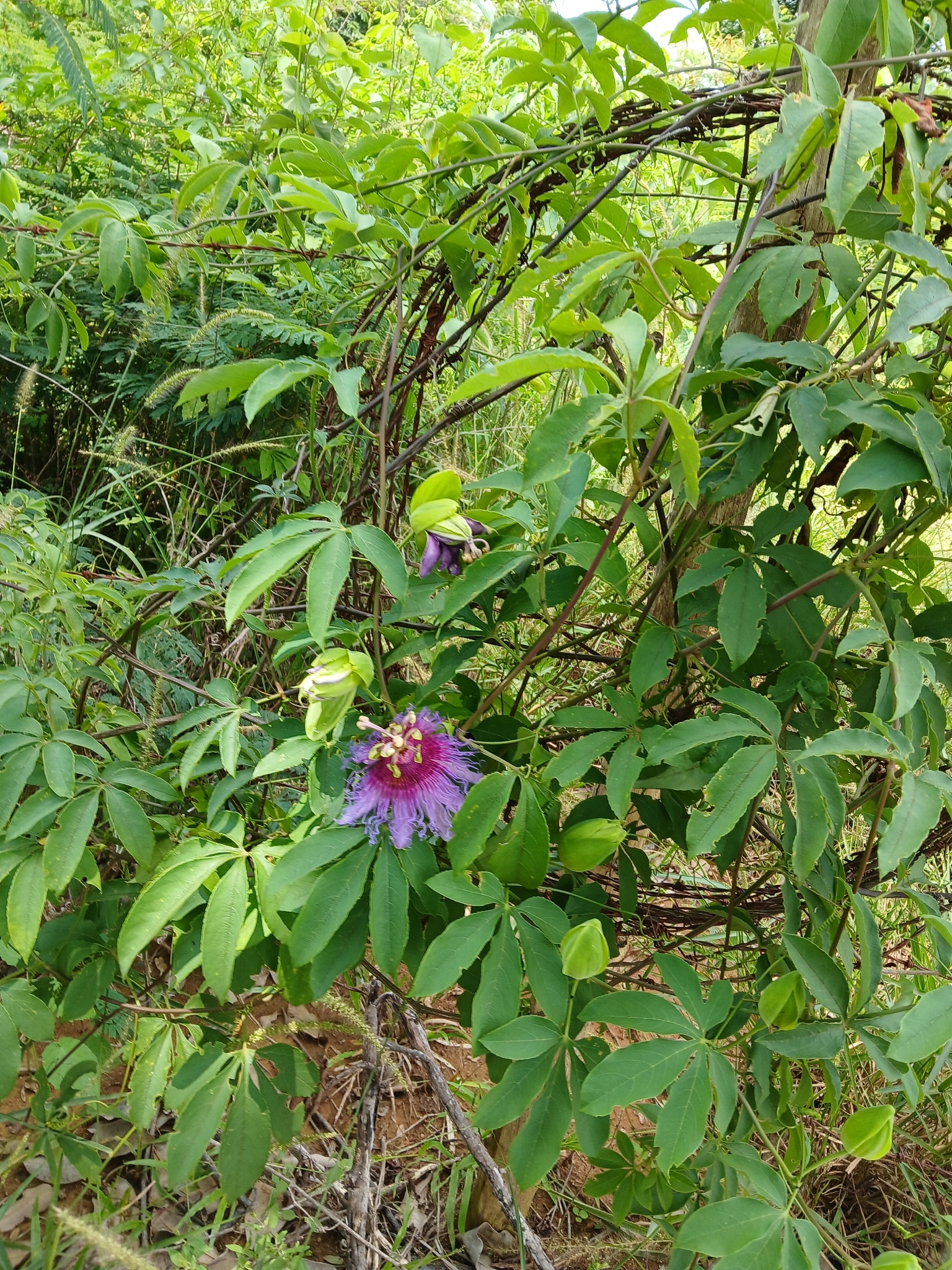Imagem de Maracujá da caatinga