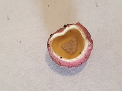 Boletellus deceptivus