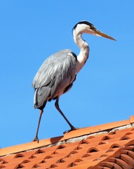 Ardea cinerea