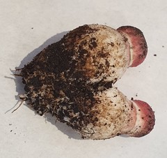 Boletellus deceptivus