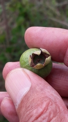 Psidium grandifolium