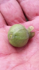 Psidium grandifolium