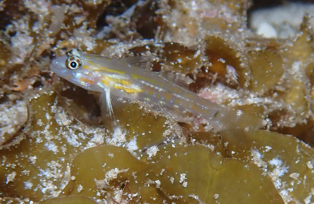 Pallid goby (Coryphopterus eidolon) — Gobiidae