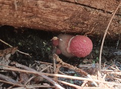 Boletellus deceptivus