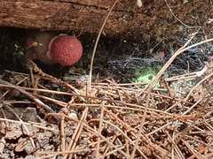 Boletellus deceptivus