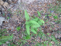 Cyclosorus interruptus