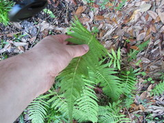 Cyclosorus interruptus