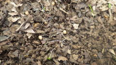 Ficaria verna calthifolia