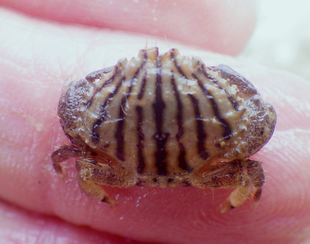 Cycloxanthops vittatus
