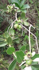 Psidium grandifolium