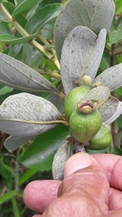 Psidium grandifolium