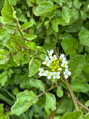 (c) Nathan Odgers, some rights reserved (CC BY) Nasturtium microphyllum, photograph (c) Nathan Odgers, some rights reserved (CC BY)