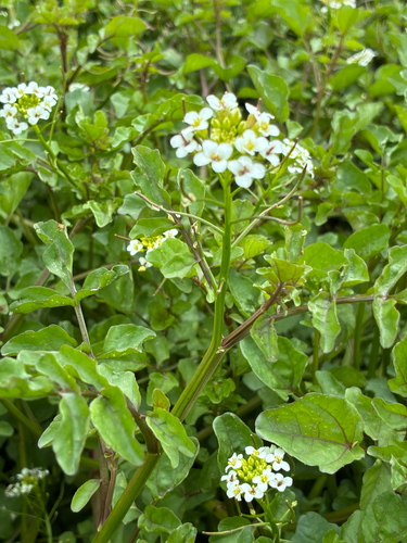 Narrow-fruited Watercress (Nasturtium microphyllum)