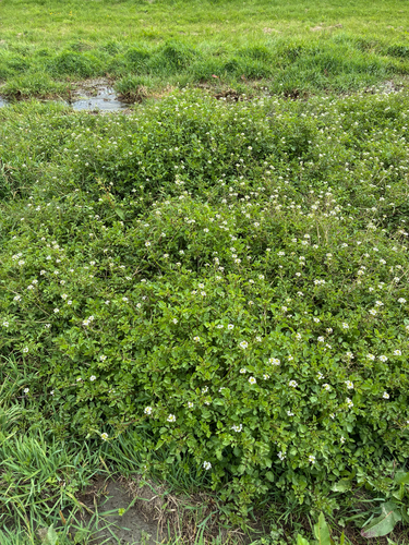 Nasturtium microphyllum, photograph 5