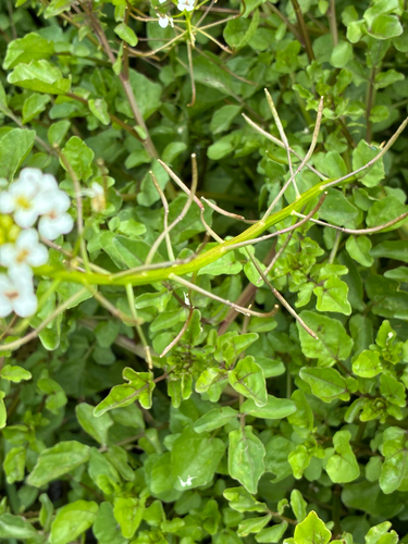 Nasturtium microphyllum, photograph 3