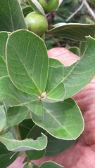 Psidium grandifolium