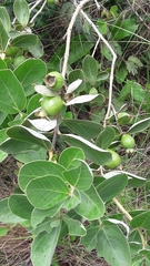 Psidium grandifolium