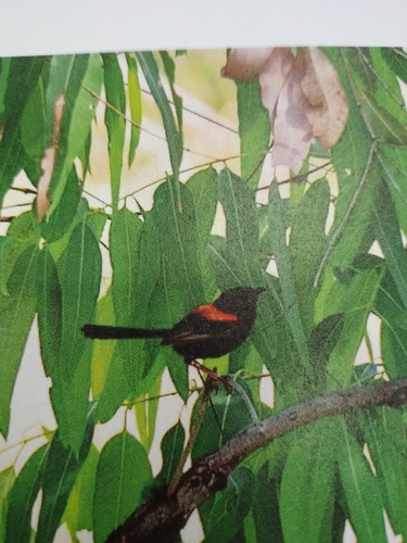 Red-backed Fairywren