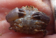 Cycloxanthops vittatus