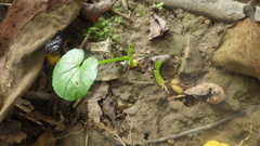 Ficaria verna calthifolia