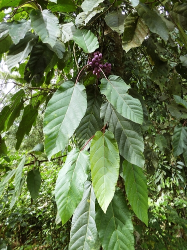 Poikilospermum suaveolens, photograph 4