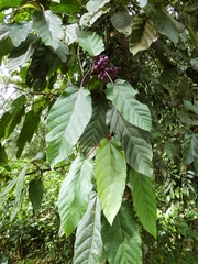 Poikilospermum suaveolens, photograph (c) Kai Squires, some rights reserved (CC BY)