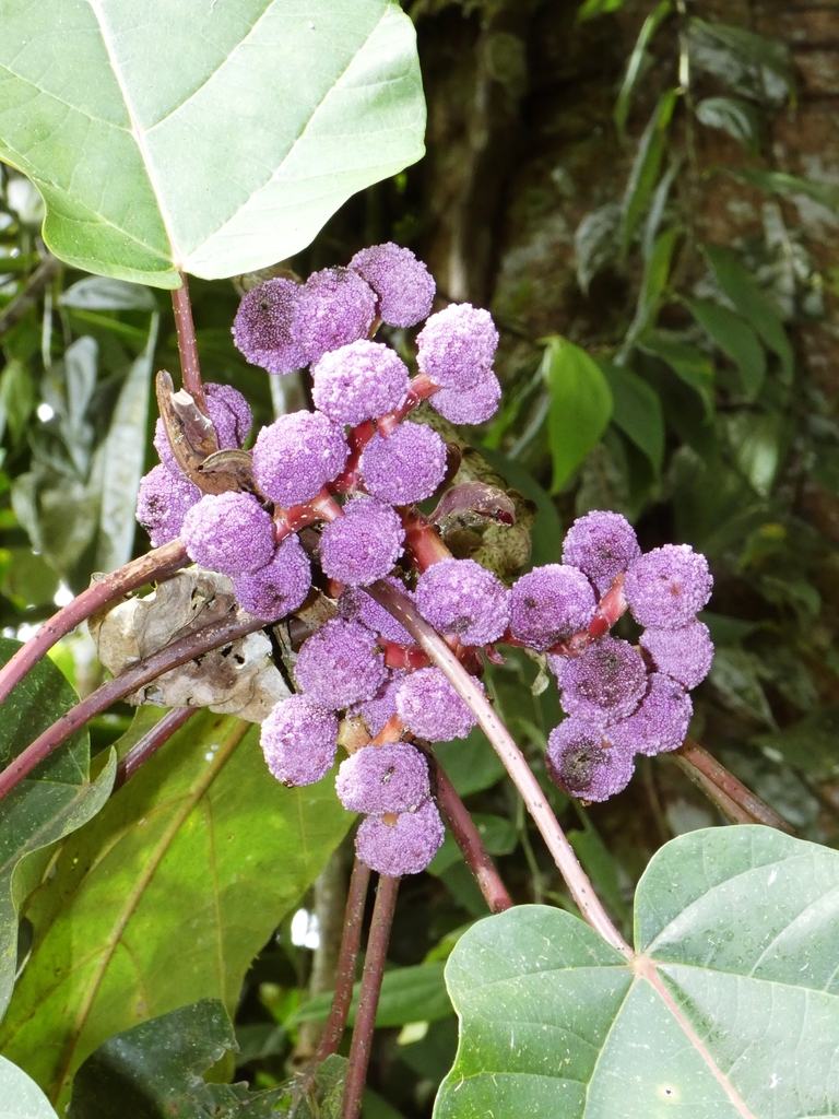 Rum thơm – Poikilospermum suaveolens