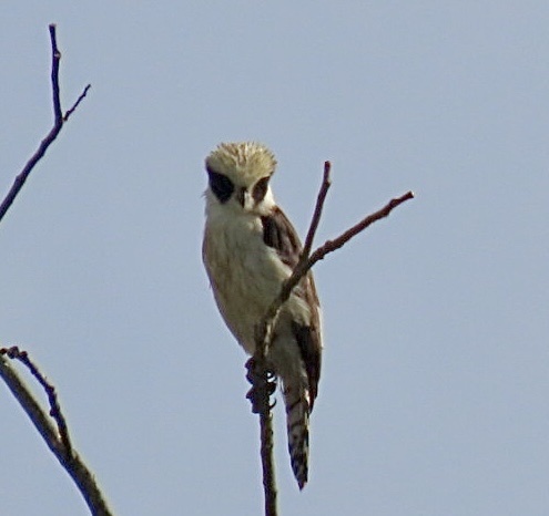 Laughing Falcon (Herpetotheres cachinnans), photo 9