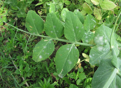 Erysiphe pisi