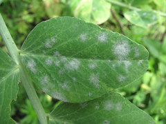 Erysiphe pisi
