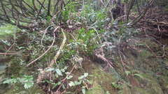 Ruscus colchicus