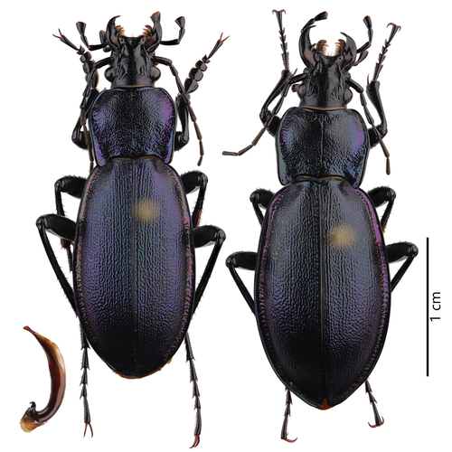 Violet ground beetle, Passo Raticosa La Martina, Toscana, ITA, photo 9 of 10