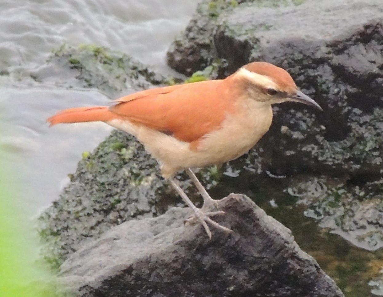 Band-tailed Hornero (Furnarius figulus), photo 6