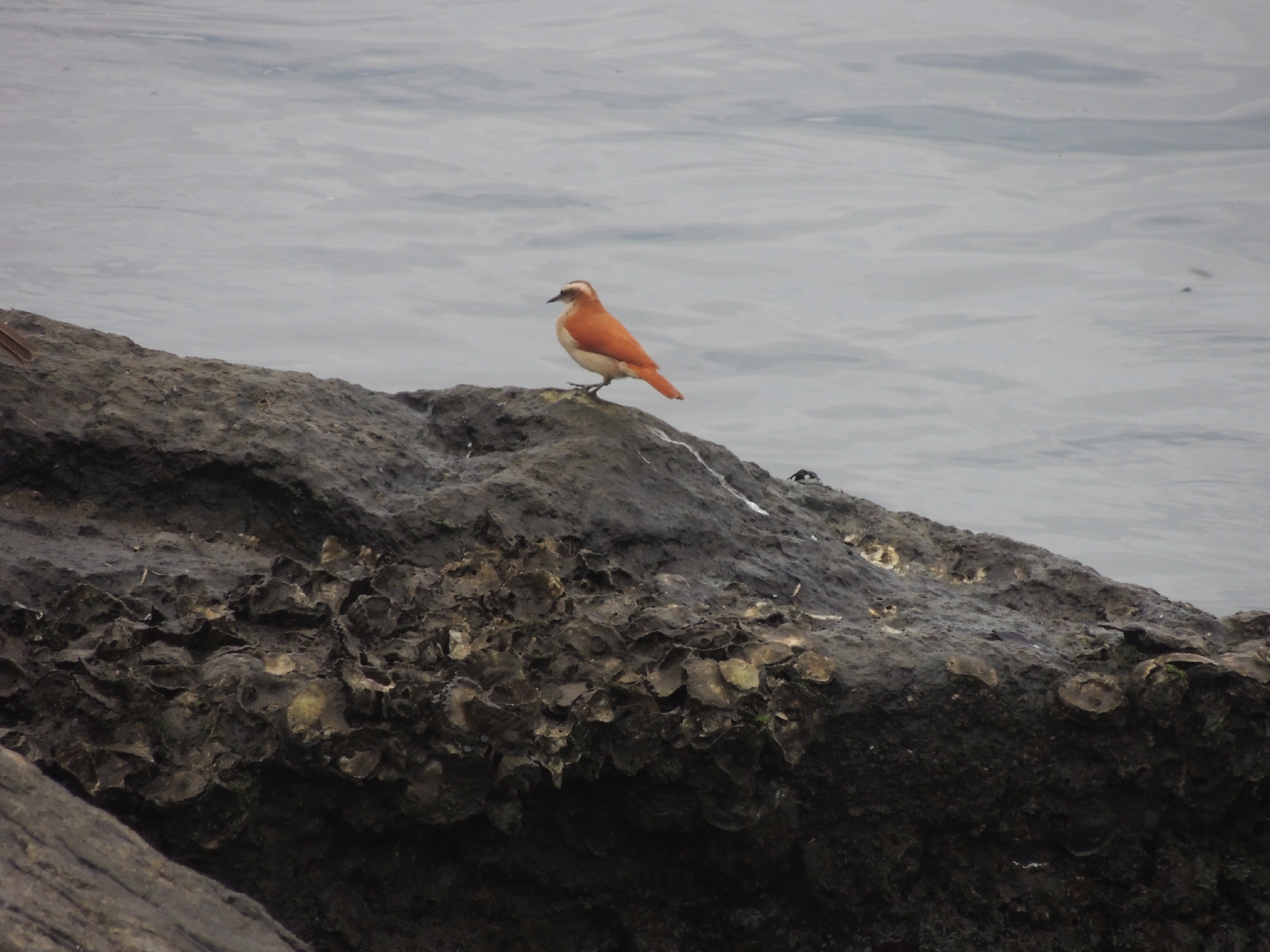Band-tailed Hornero (Furnarius figulus), photo 8