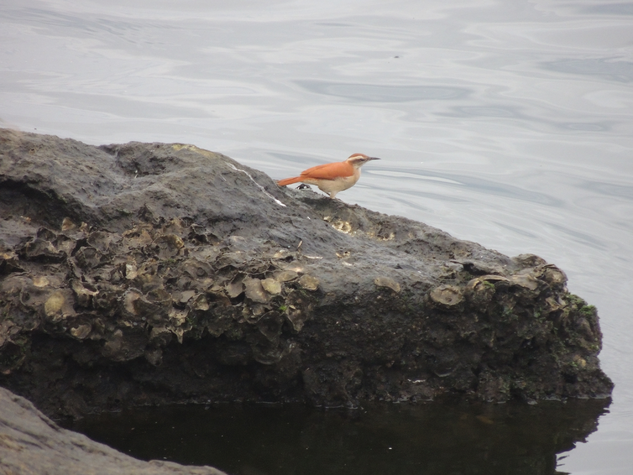 Band-tailed Hornero (Furnarius figulus), photo 9