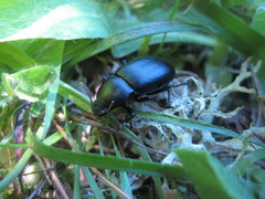 Coelometopus clypeatus
