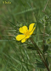 Potentilla hirta