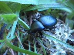 Coelometopus clypeatus