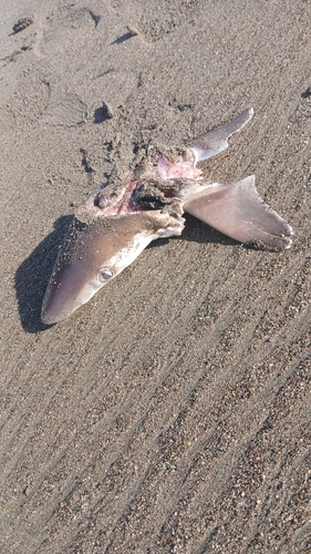 Pacific sharpnose shark (Rhizoprionodon longurio) — Carcharhinidae