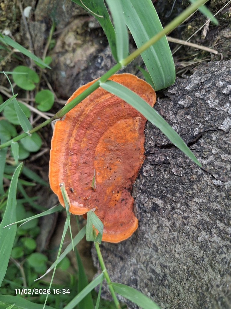 Trametes sanguinea · February 2026 · photo: © giovanna_roque (iNaturalist, cc-by-nc)