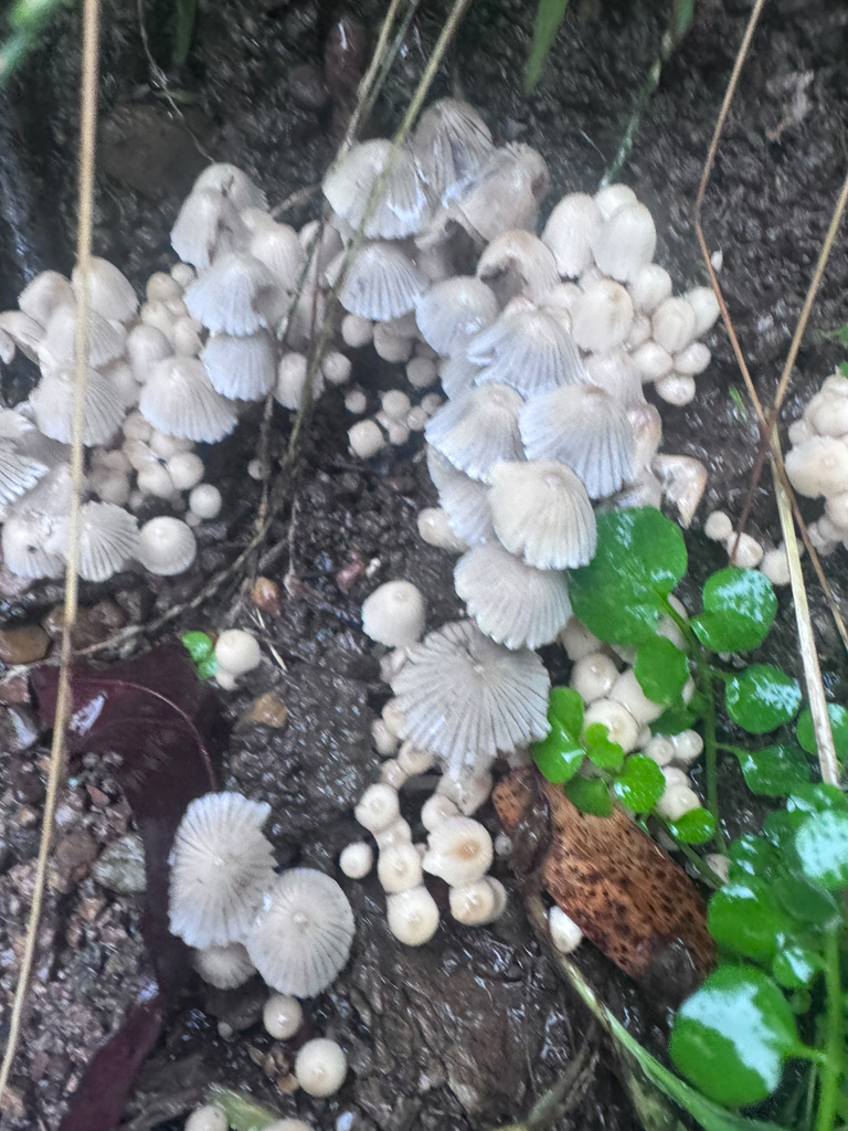Coprinellus disseminatus · February 2026 · photo: © el-markos (iNaturalist, cc-by)