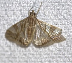 Agrioglypta zelimalis