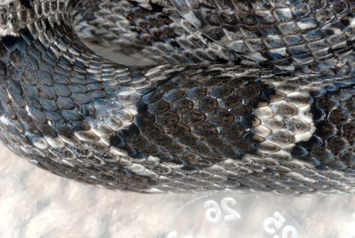 Central Ratsnake, photo 2 of 10