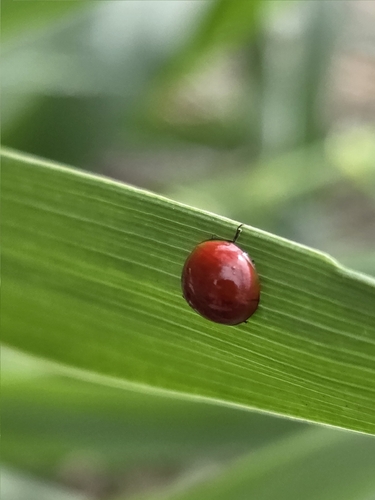 iNaturalist observation photo of Spotless Lady Beetle