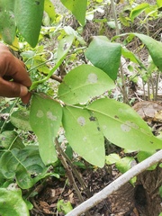 Dalbergia granadillo