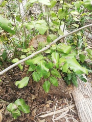 Dalbergia granadillo